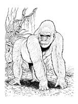 coloriage grand gorille